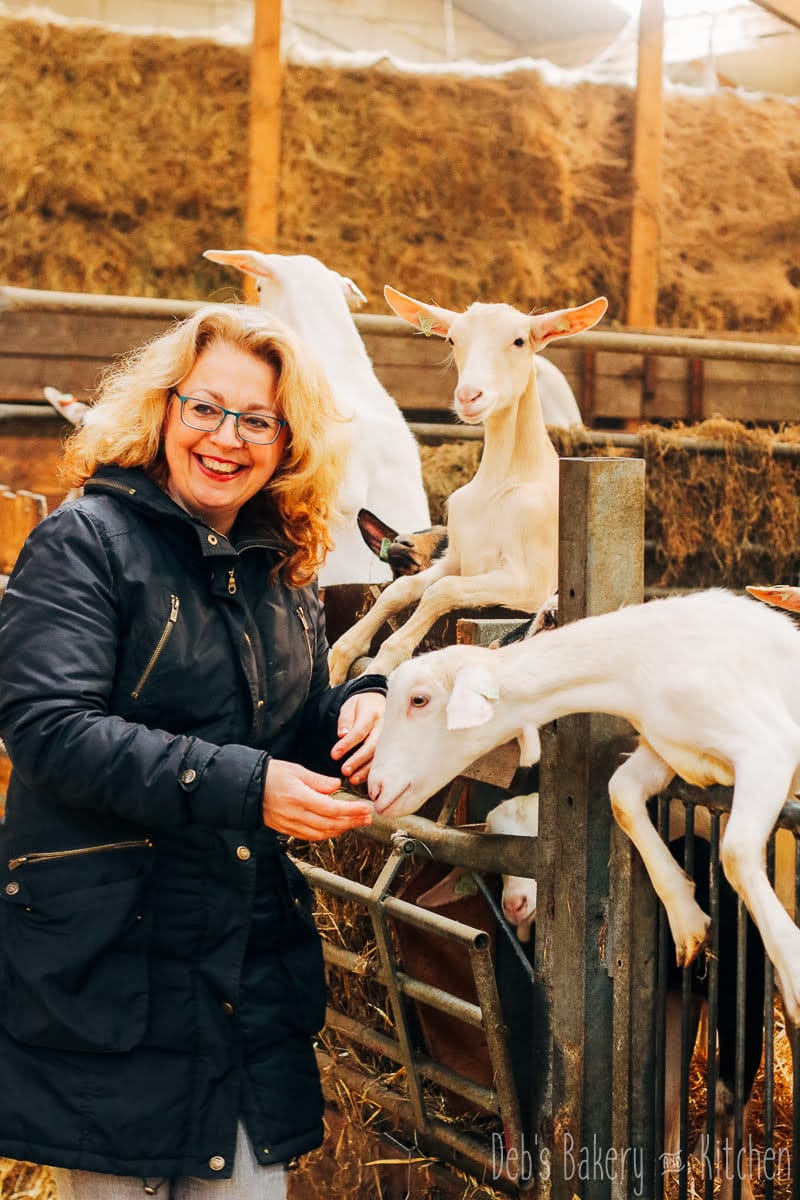 van geitenmelk tot heerlijke kaas